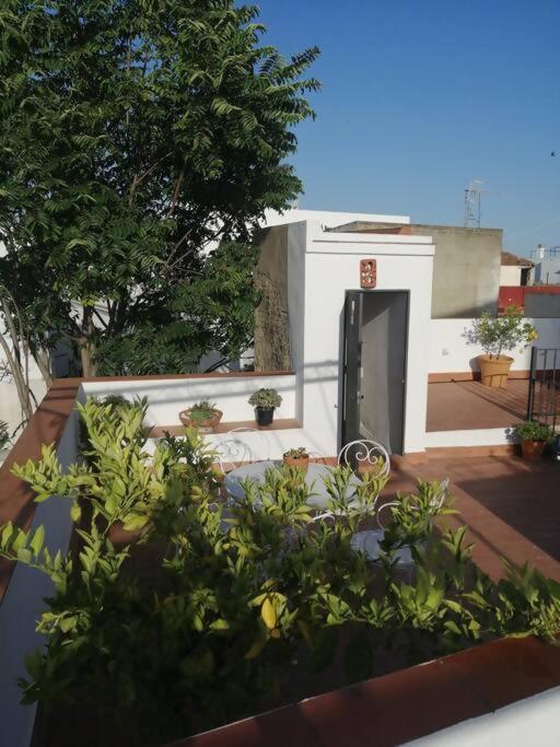 Apartamento El Sosiego Sanlúcar de Barrameda Eksteriør billede